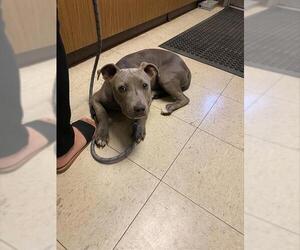 American Pit Bull Terrier Dogs for adoption in Stockton, CA, USA