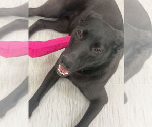 Labrador Retriever-Unknown Mix Dogs for adoption in GILBERTS, IL, USA