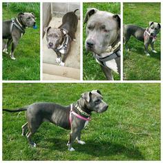 Medium Photo #1 Staffordshire Bull Terrier Puppy For Sale in Akron, OH, USA