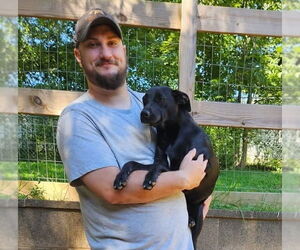 Mutt Dogs for adoption in Thomasville, NC, USA