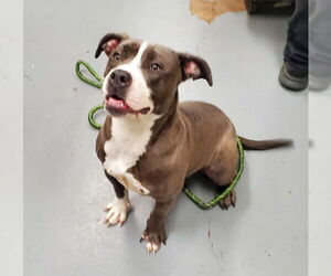 American Pit Bull Terrier-Unknown Mix Dogs for adoption in Peoria, IL, USA