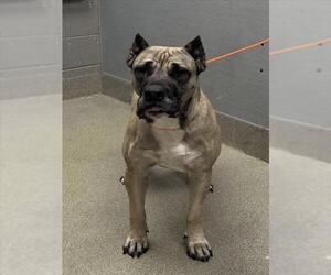 Presa Canario-Unknown Mix Dogs for adoption in Las Vegas, NV, USA
