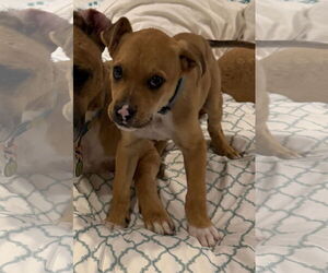 Boxador Dogs for adoption in The Woodlands, TX, USA