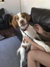 Brittany Dogs for adoption in Charlotte, NC, USA