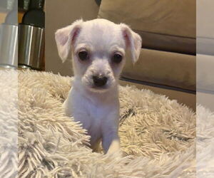 Chihuahua-Unknown Mix Dogs for adoption in Chico, CA, USA