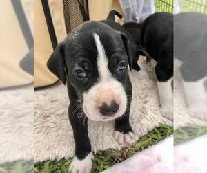 Borador Dogs for adoption in Montgomery, TX, USA