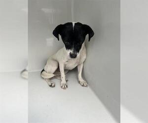 Chihuahua-Unknown Mix Dogs for adoption in Houston, TX, USA