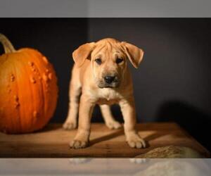 Chinese Shar-Pei-Labrador Retriever Mix Dogs for adoption in Bellbrook, OH, USA