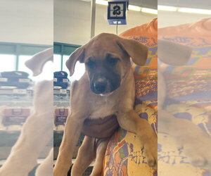 Labrador Retriever-Unknown Mix Dogs for adoption in Palatine/Kildeer/Buffalo grove, IL, USA