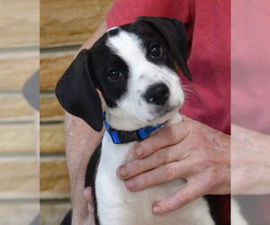 Border Collie-Unknown Mix Dogs for adoption in Germanton, TN, USA