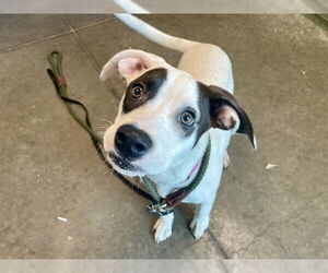 Labrador Retriever-Unknown Mix Dogs for adoption in Tavares, FL, USA