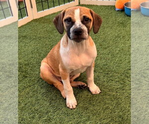 Black Mouth Cur-Unknown Mix Dogs for adoption in Sanford, FL, USA