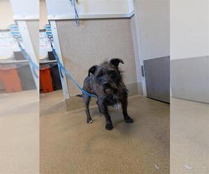 Cairn Terrier Dogs for adoption in Sacramento, CA, USA