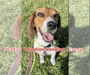 Beagle Dogs for adoption in Valrico, FL, USA