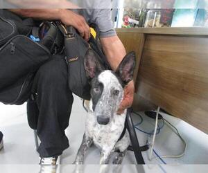 Mutt Dogs for adoption in Temple, TX, USA