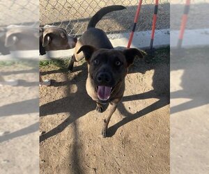 Labrador Retriever Dogs for adoption in Bakersfield, CA, USA