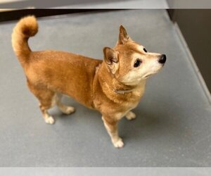 Shiba Inu Dogs for adoption in Denver, CO, USA