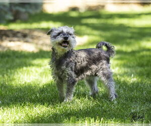 Mutt Dogs for adoption in Farmington, MN, USA