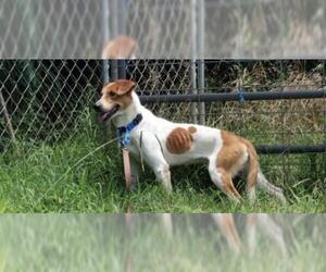 Jack Russell Terrier-Retriever  Mix Dogs for adoption in Forest, VA, USA