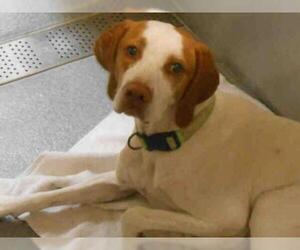 Pointer Dogs for adoption in Orange, CA, USA