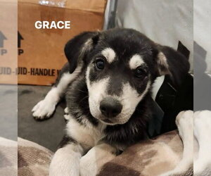 Gerberian Shepsky Dogs for adoption in New London, WI, USA