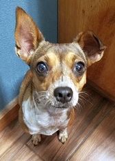 Medium Photo #1 Italian Greyhound-Rat Terrier Mix Puppy For Sale in Boonton, NJ, USA