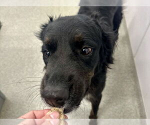 Border Collie-Golden Retriever Mix Dogs for adoption in Fort Collins, CO, USA