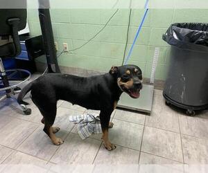 American Staffordshire Terrier-Unknown Mix Dogs for adoption in Grand Prairie, TX, USA