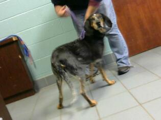 Bluetick Coonhound Dogs for adoption in Nashville, TN, USA