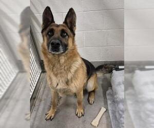 German Shepherd Dog Dogs for adoption in Jackson, CA, USA
