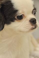 Shinese Dogs for adoption in Boca Raton, FL, USA