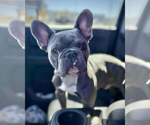 French Bulldog Dogs for adoption in Dumont, NJ, USA