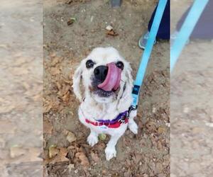 Cocker Spaniel Dogs for adoption in Alexandria, VA, USA