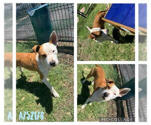 Labrador Retriever-Unknown Mix Dogs for adoption in San Antonio, TX, USA