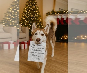 Siberian Husky Dogs for adoption in Uwchlan, PA, USA
