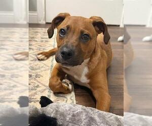 Black Mouth Cur-Unknown Mix Dogs for adoption in Louisville, KY, USA