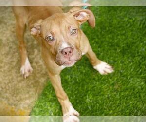 Boxer Dogs for adoption in Tallahassee, FL, USA