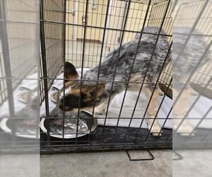 Mutt Dogs for adoption in Texas City, TX, USA