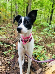 Italian Greyhound-Jack Russell Terrier Mix Dogs for adoption in Mattoon, IL, USA