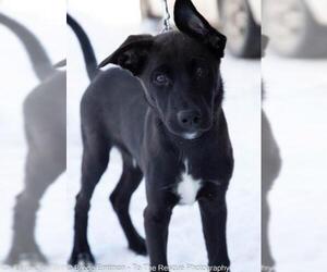 Shepradors Dogs for adoption in Anchorage, AK, USA