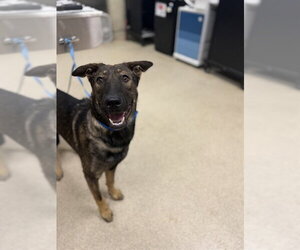 Mutt Dogs for adoption in Riverside, CA, USA