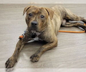American Pit Bull Terrier-Unknown Mix Dogs for adoption in Martinez, CA, USA