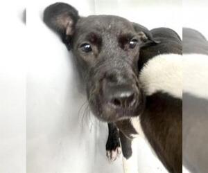 Labrador Retriever-Unknown Mix Dogs for adoption in Houston, TX, USA