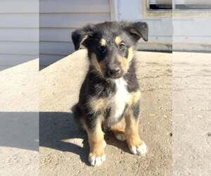 Collie-German Shepherd Dog Mix Dogs for adoption in Sandy, UT, USA