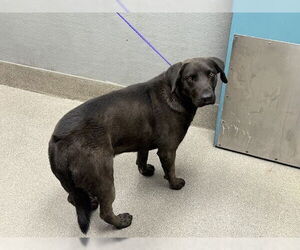 Labrador Retriever-Unknown Mix Dogs for adoption in Las Vegas, NV, USA
