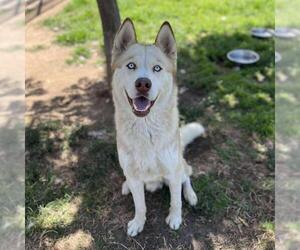 Siberian Husky-Unknown Mix Dogs for adoption in Modesto, CA, USA
