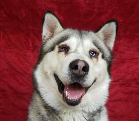 Alaskan Malamute Dogs for adoption in Fairfield, CA, USA
