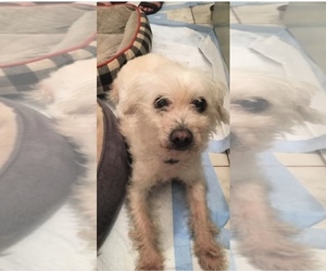 Mutt Dogs for adoption in Redondo Beach, CA, USA