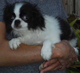 Japanese Chin Dogs for adoption in Commerce, GA, USA