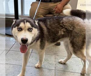 Siberian Husky-Unknown Mix Dogs for adoption in San Antonio, TX, USA